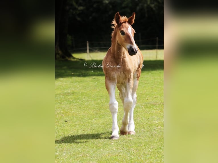 Schleswig Stallion Foal (05/2024) 15,2 hh Chestnut-Red in Warder