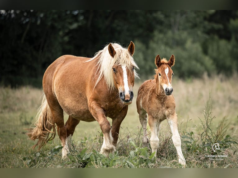 Schleswig Stallion Foal (05/2024) 15,2 hh Chestnut-Red in Warder