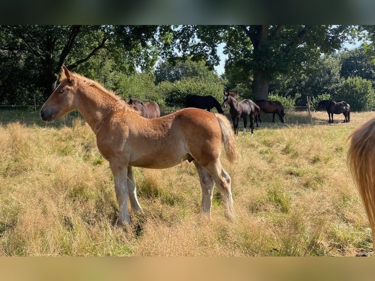 Schleswig Stallion Foal (05/2024) 15,2 hh Chestnut-Red in Warder