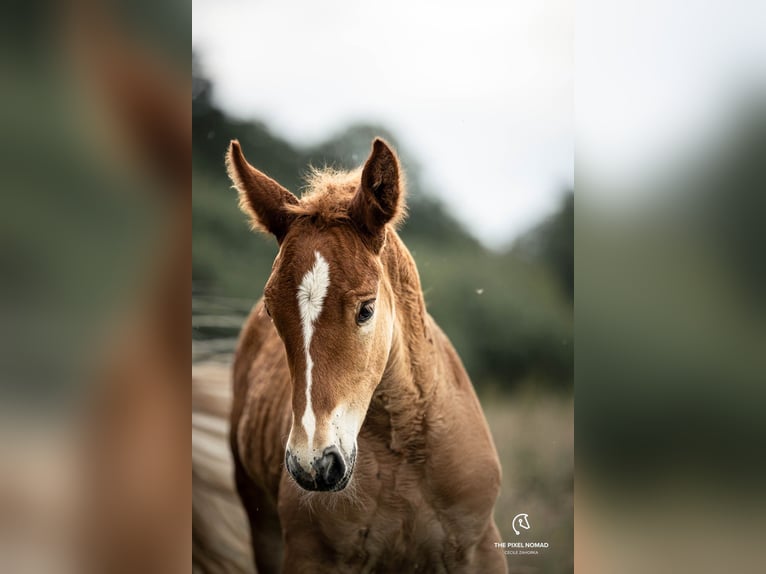 Schleswig Stallion Foal (05/2024) 15,2 hh Chestnut-Red in Warder