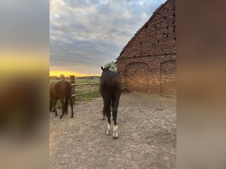 Schleswig Stallone 2 Anni 156 cm Morello in Kościan