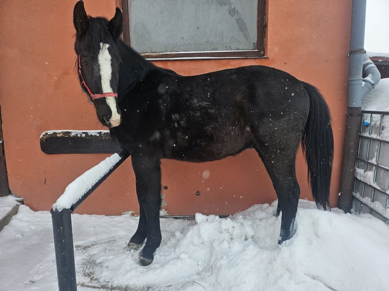 Schleswig Stallone 2 Anni 158 cm Morello in Wilczyska