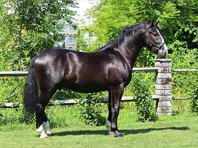 Schleswig Stallone 2 Anni 166 cm Morello in Kamnik