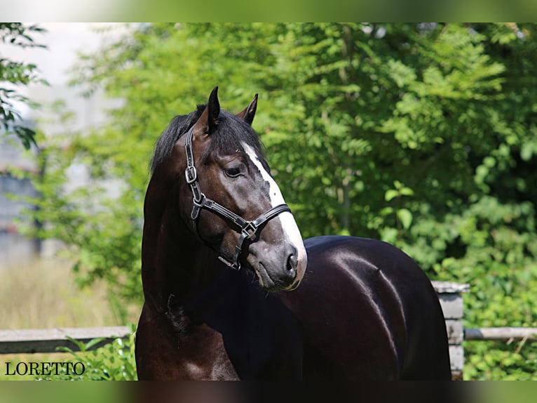 Schleswig Stallone 2 Anni 166 cm Morello in KAMNIK