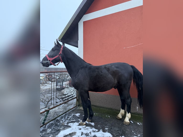 Schleswig Stallone 3 Anni 163 cm Morello in Konieczno
