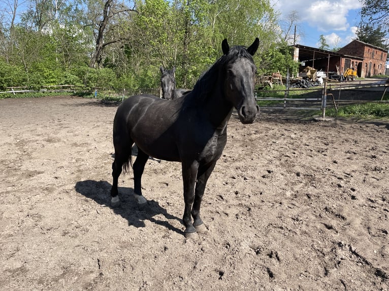 Schleswig Mix Stallone 4 Anni 172 cm Morello in &#x15A;migiel