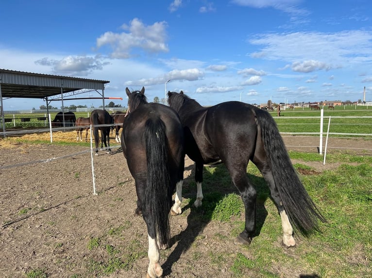 Schleswig Stallone 5 Anni 175 cm Baio scuro in Bogucice