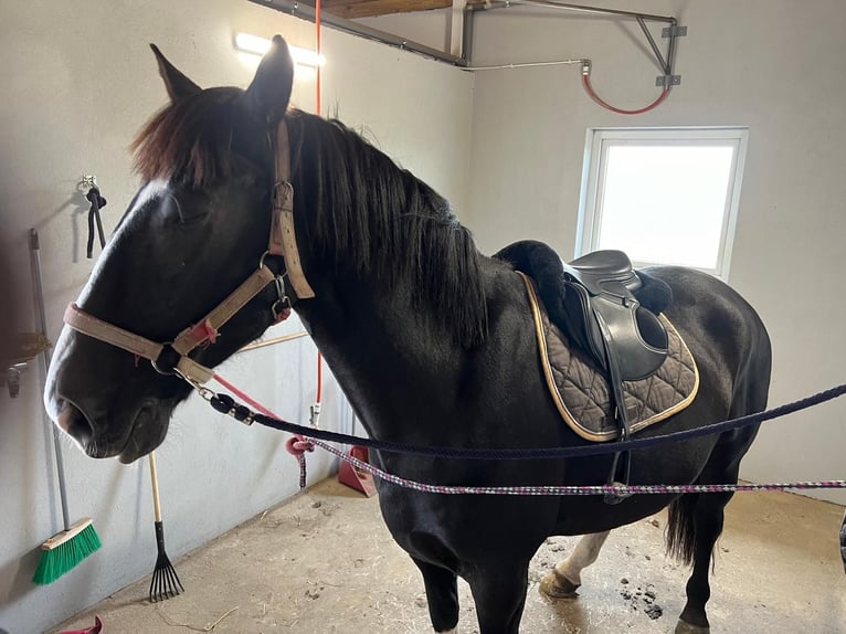 Schleswig Stallone 5 Anni 175 cm Baio scuro in Bogucice