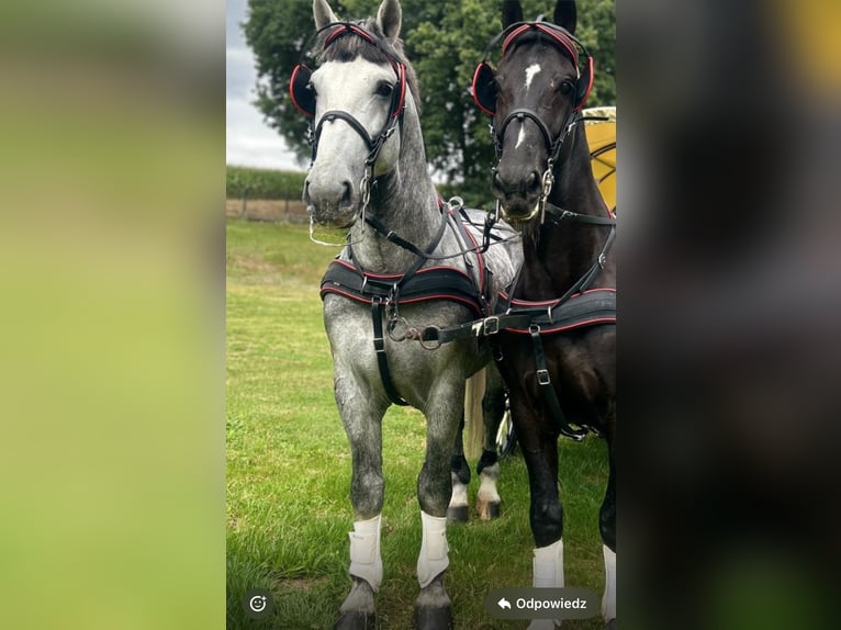 Schleswig Stallone 9 Anni 166 cm Grigio in Marklowice Schleswig Stallone 9 Anni 166 cm Grigio in Marklowice