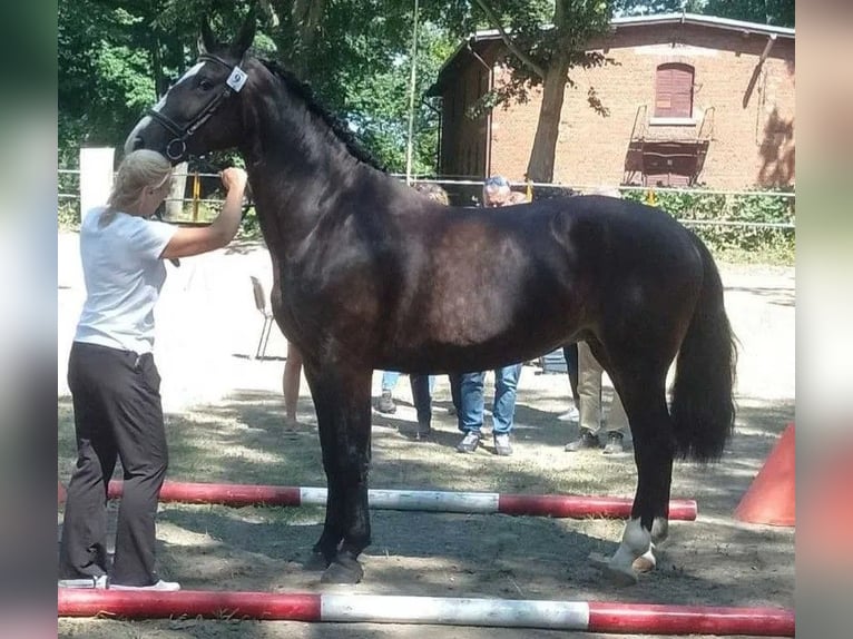 Schleswig Stallone Puledri
 (02/2024) 140 cm Baio nero in Florianów