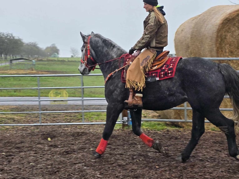 Schleswig Valack 5 år 168 cm Grå-mörk-brun in Linkenbach