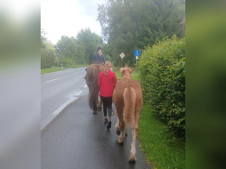 Schleswiger Kaltblut Hengst Fohlen (03/2025) 128 cm Fuchs in Immenstedt