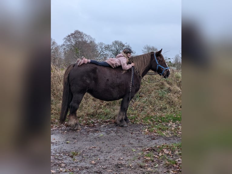 Schleswiger Kaltblut Stute 14 Jahre 153 cm Fuchs in Bunsoh