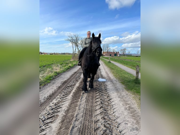 Schleswiger Kaltblut Stute 15 Jahre 165 cm Rappe in Butjadingen