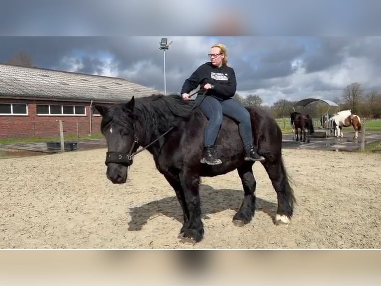 Schleswiger Kaltblut Stute 15 Jahre 165 cm Rappe in Butjadingen