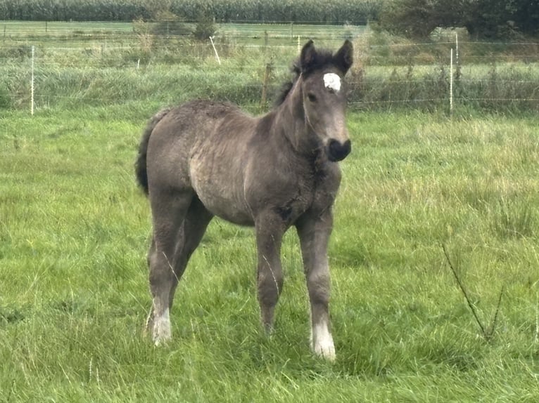 Schleswiger Kaltblut Mix Stute 1 Jahr Dunkelbrauner in Ostrohe