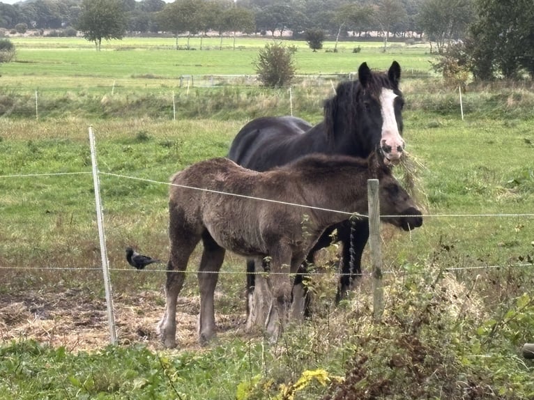 Schleswiger Kaltblut Mix Stute 1 Jahr Dunkelbrauner in Ostrohe