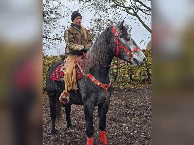 Schleswiger Kaltblut Wallach 5 Jahre 168 cm Rappschimmel in Linkenbach