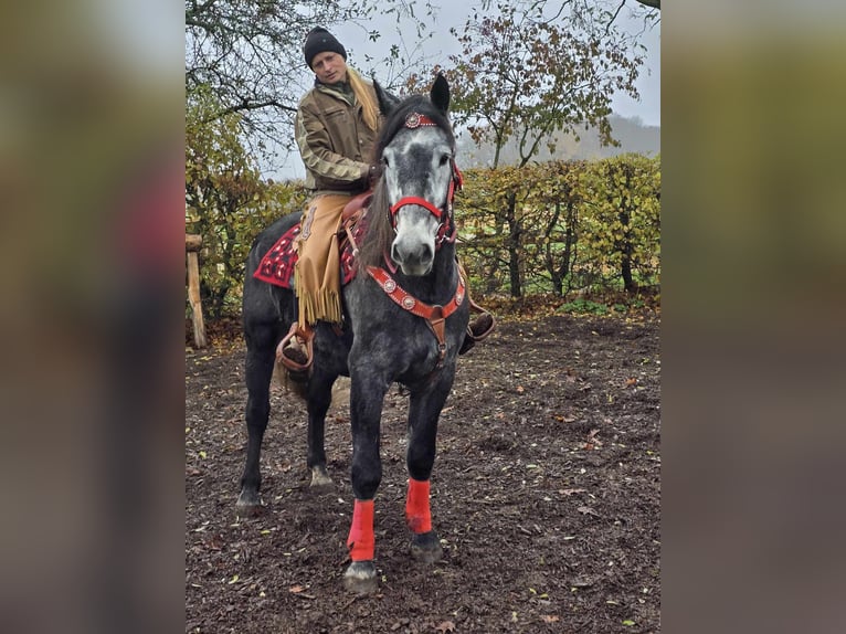 Schleswiger Kaltblut Wallach 5 Jahre 168 cm Rappschimmel in Linkenbach