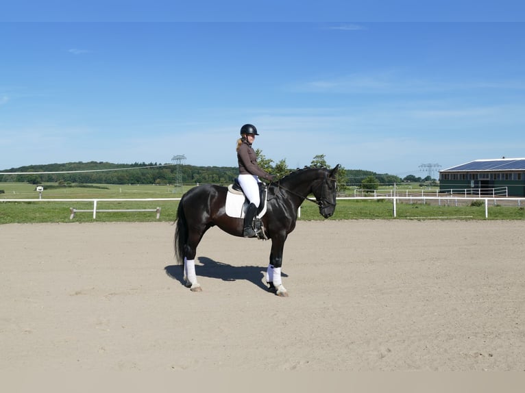 Schleswiger Kaltblut Wallach 6 Jahre 163 cm Rappe in Ganschow