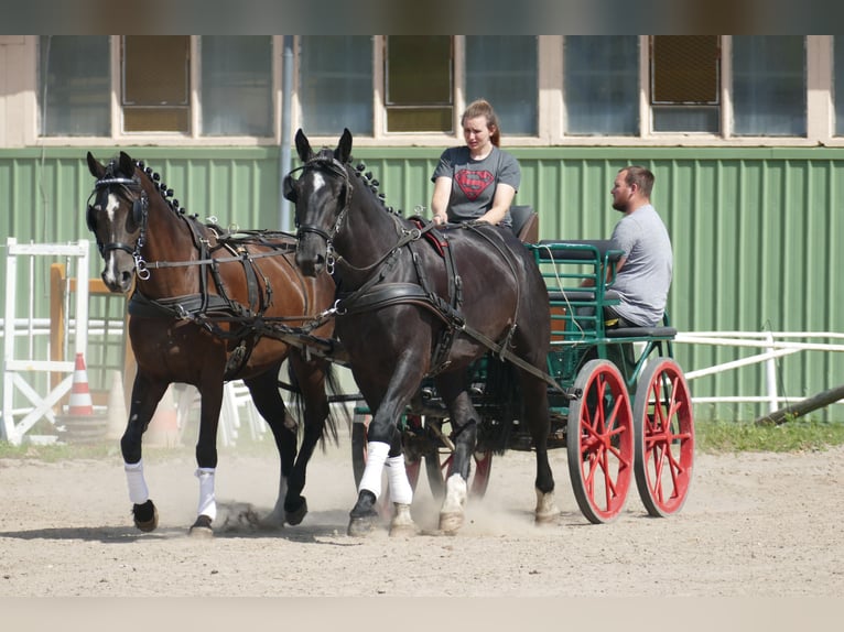 Schleswiger Kaltblut Wallach 6 Jahre 163 cm Rappe in Ganschow