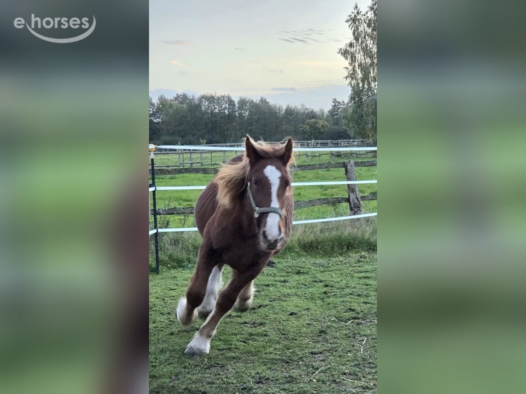Schleswiger koudbloed Hengst 1 Jaar Vos in Preetz