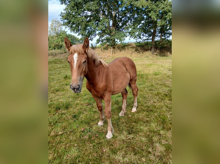 Schleswiger koudbloed Hengst Veulen (03/2025) 130 cm Vos in Immenstedt