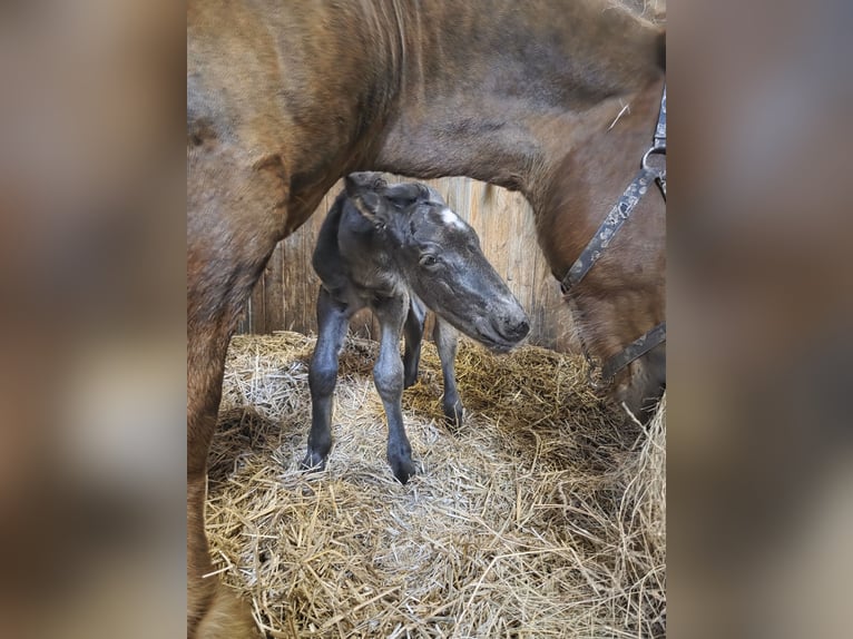 Schleswiger koudbloed Hengst Veulen (03/2026) Zwart in Emmelsbüll Horsbüll