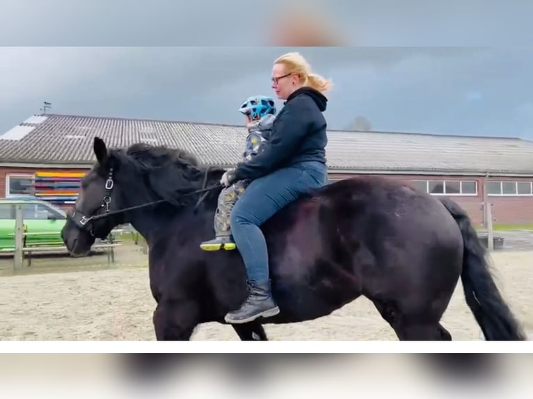 Schleswiger koudbloed Merrie 15 Jaar 165 cm Zwart in Butjadingen