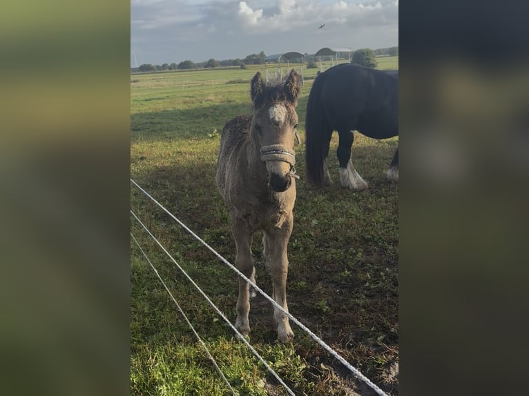 Schleswiger koudbloed Mix Merrie 1 Jaar Donkerbruin in Ostrohe
