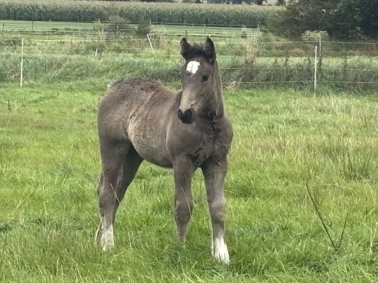 Schleswiger koudbloed Mix Merrie 1 Jaar Donkerbruin in Ostrohe