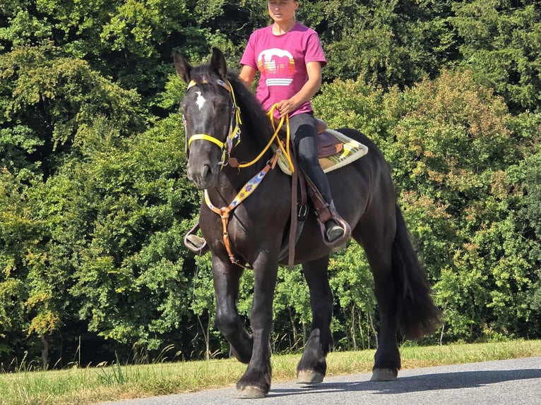 Schleswiger koudbloed Merrie 3 Jaar 156 cm Zwart in Linkenbach