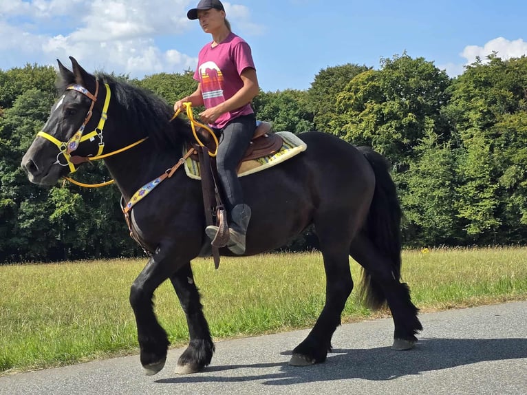 Schleswiger koudbloed Merrie 3 Jaar 156 cm Zwart in Linkenbach