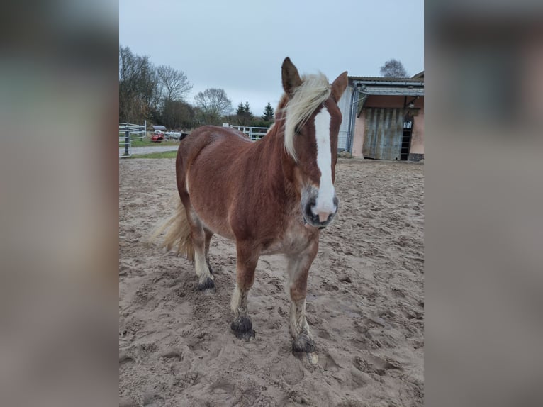 Schleswiger koudbloed Merrie 6 Jaar 165 cm Vos in Heikendorf