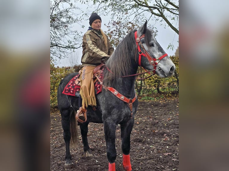 Schleswiger koudbloed Ruin 5 Jaar 168 cm Zwartschimmel in Linkenbach