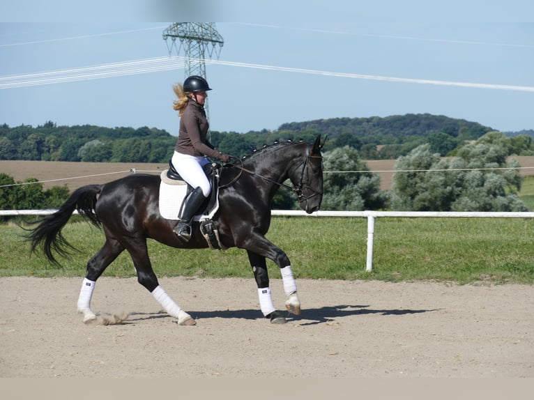 Schleswiger koudbloed Ruin 6 Jaar 163 cm Zwart in Ganschow