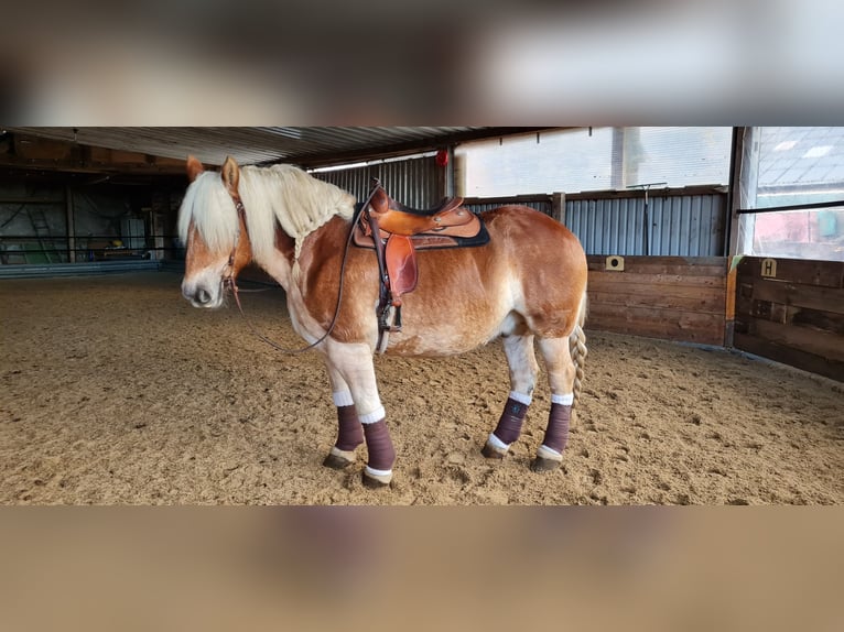 Schleswiger koudbloed Ruin 7 Jaar 170 cm Vos in Kollmar