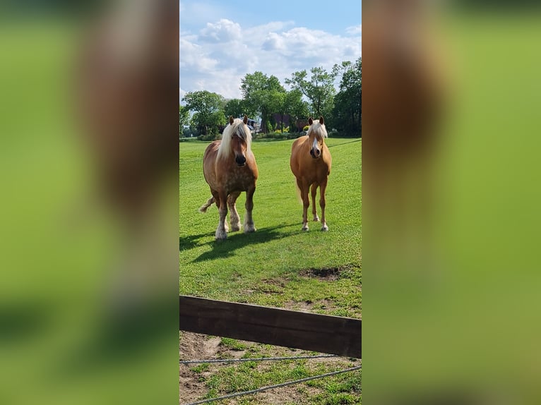 Schleswiger koudbloed Ruin 7 Jaar 170 cm Vos in Kollmar