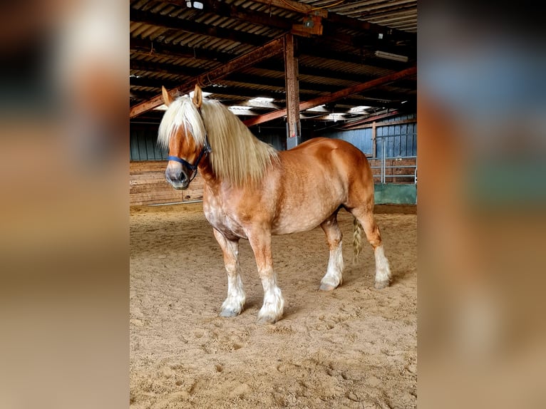 Schleswiger koudbloed Ruin 7 Jaar 170 cm Vos in Kollmar