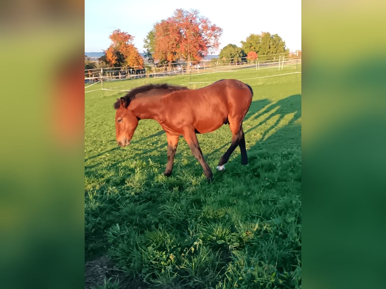 Schwarzwälder Fuchs Hengst 1 Jaar 155 cm Bruin in Filderstadt