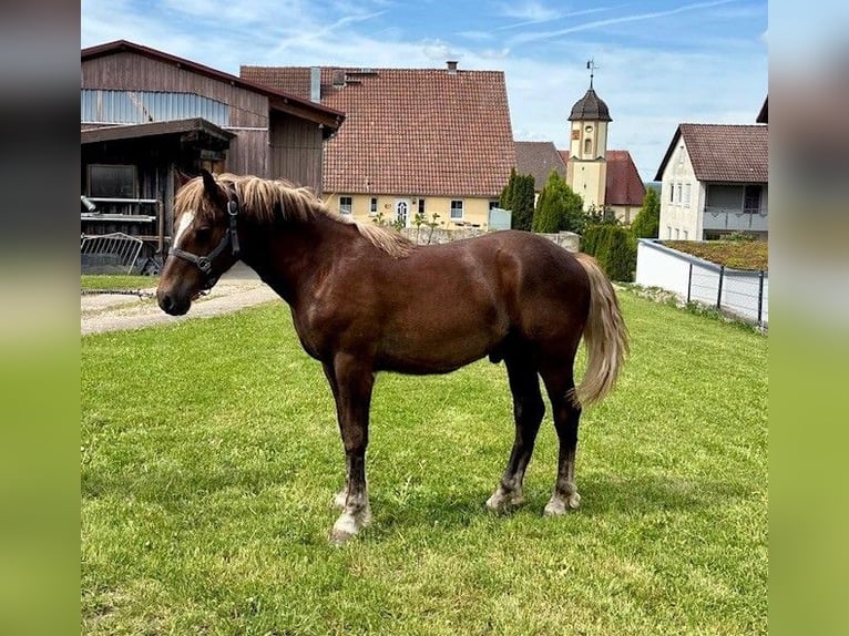 Schwarzwälder Fuchs Hengst 1 Jaar Donkere-vos in Hermaringen