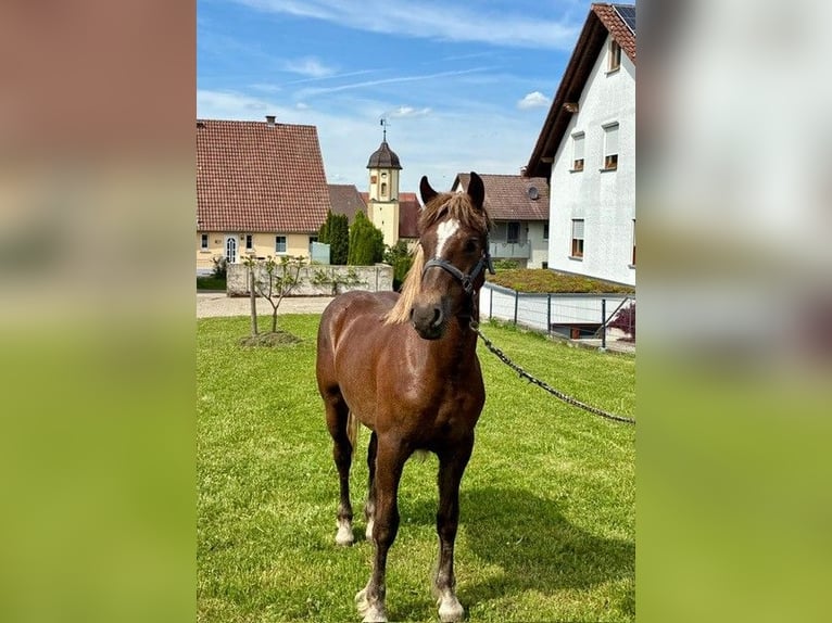 Schwarzwälder Fuchs Hengst 1 Jaar Donkere-vos in Hermaringen