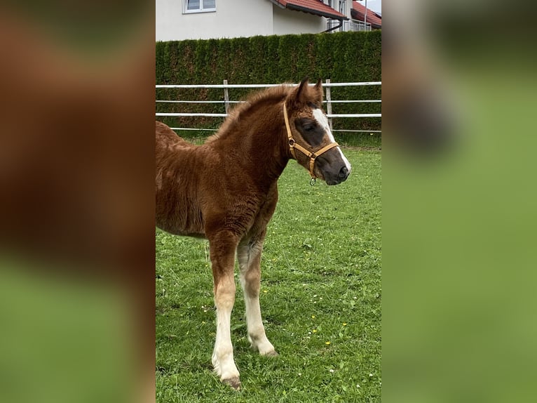 Schwarzwälder Fuchs Hengst 1 Jaar Donkere-vos in Bad Wurzach