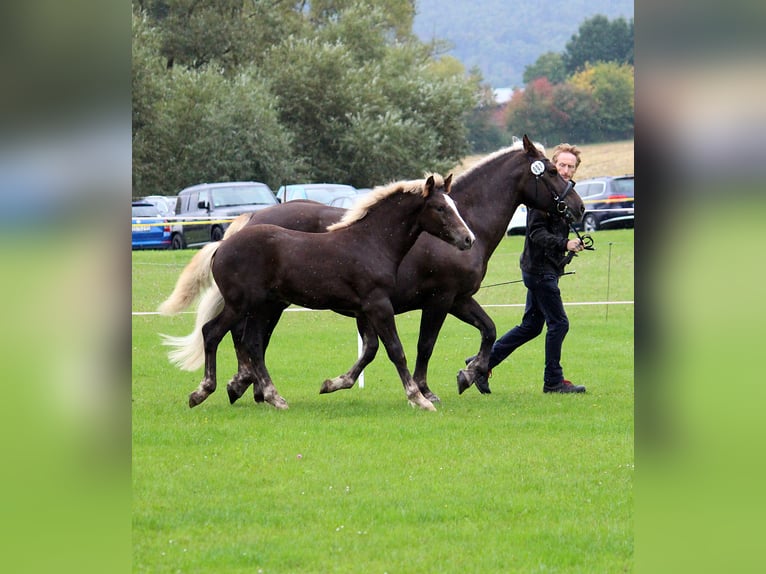 Schwarzwälder Fuchs Hengst 1 Jaar Donkere-vos in Burgwalde