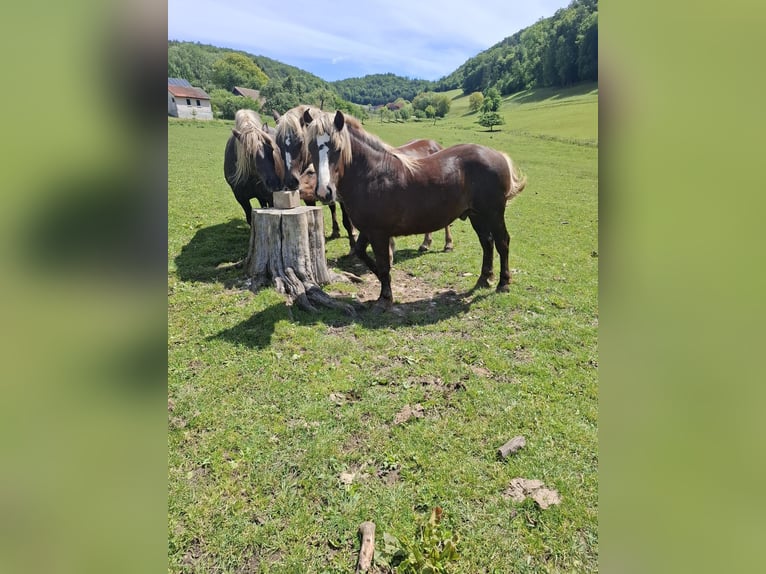 Schwarzwälder Fuchs Hengst 1 Jahr 133 cm Dunkelfuchs in Waldshut-Tiengen