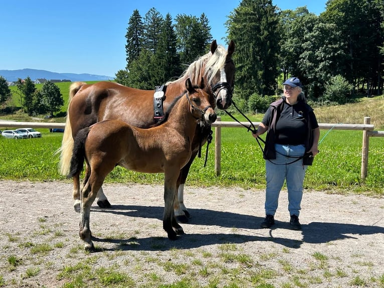 Schwarzwälder Fuchs Hengst 1 Jahr 155 cm Brauner in Filderstadt