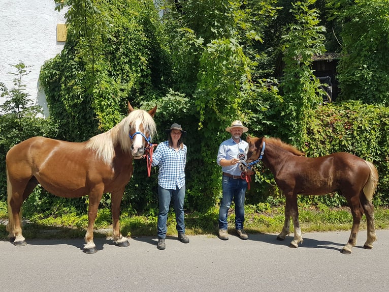 Schwarzwälder Fuchs Hengst 1 Jahr 156 cm Dunkelfuchs in Rettenbach