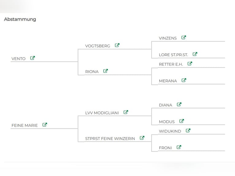 Schwarzwälder Fuchs Hengst 1 Jahr Dunkelfuchs in Burgwalde