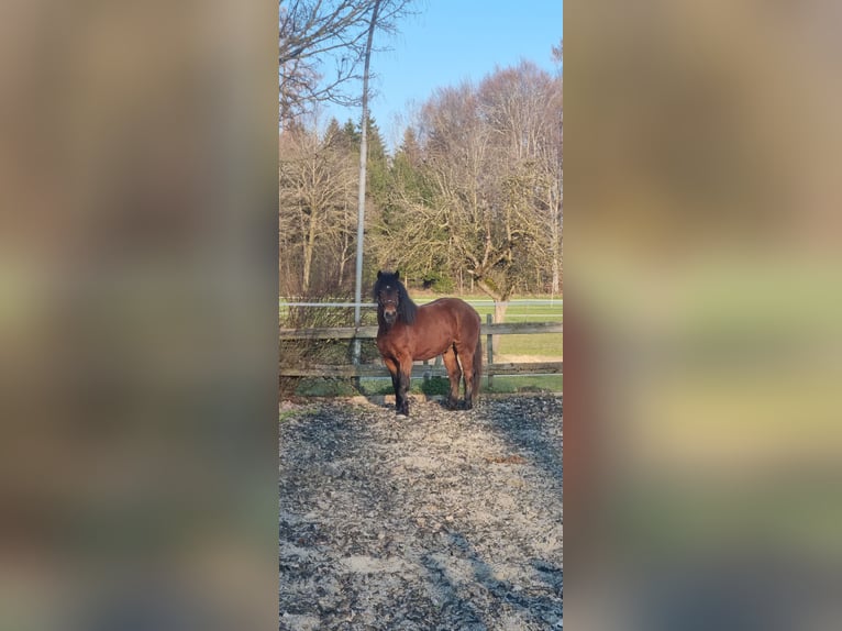 Schwarzwälder Fuchs Hengst 2 Jaar Bruin in Berg