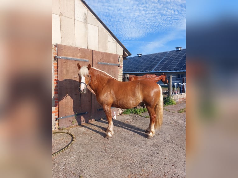Schwarzwälder Fuchs Hengst 4 Jaar 146 cm Donkere-vos in Steinhöfel